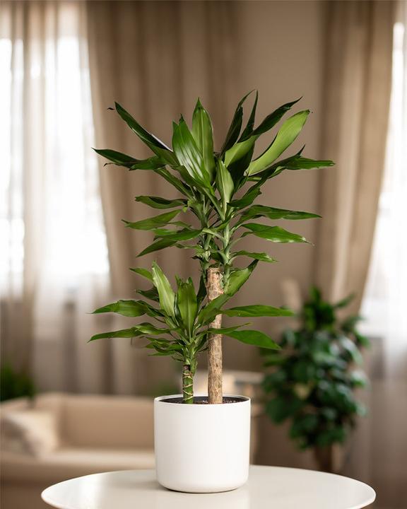 Actual product image feey Large dragon tree (85 cm, Freshly repotted)