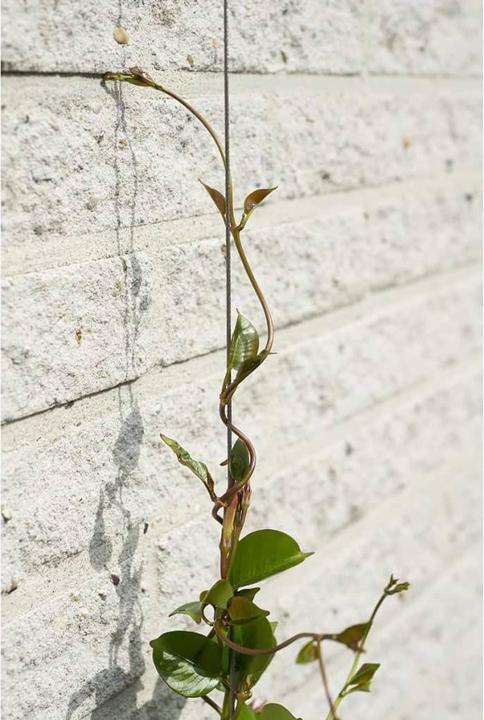 Produktbild Nature Wire trellis kit (1000 cm)