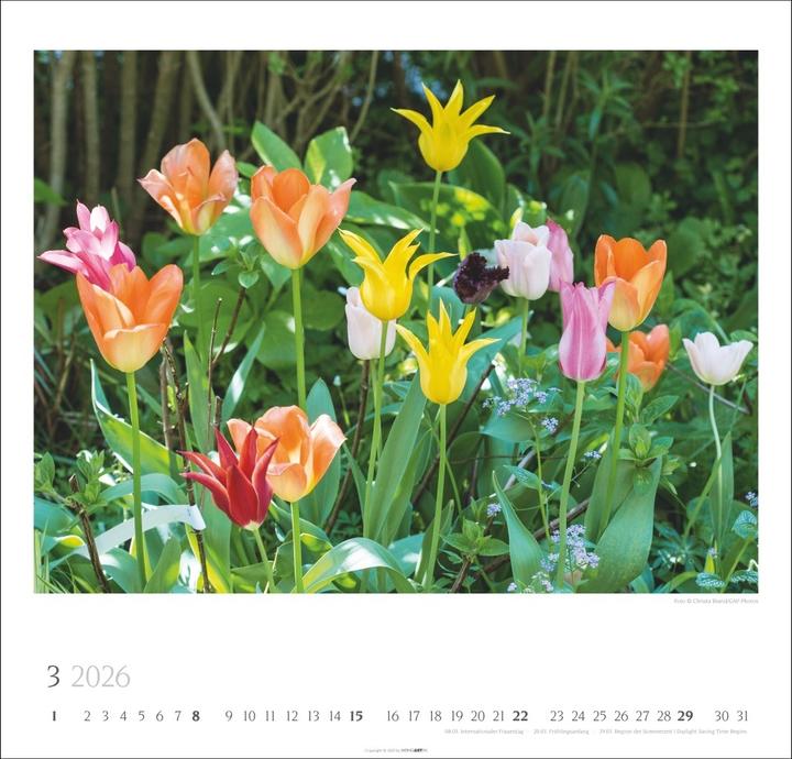 Produktbild Bauerngärten Kalender 2026 (48 x 46 cm, Englisch, Deutsch)