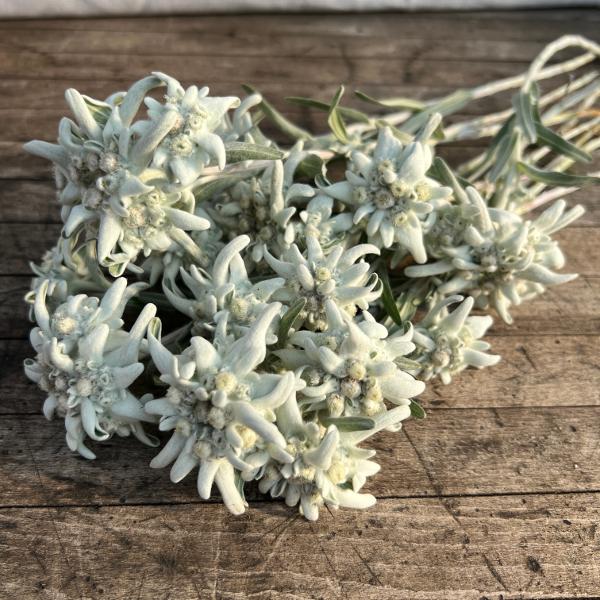 Produktbild Säntispracht 2 er Set, Das urwüchsige Edelweiss  - Leontopodium alpinum Aktion (25 cm)
