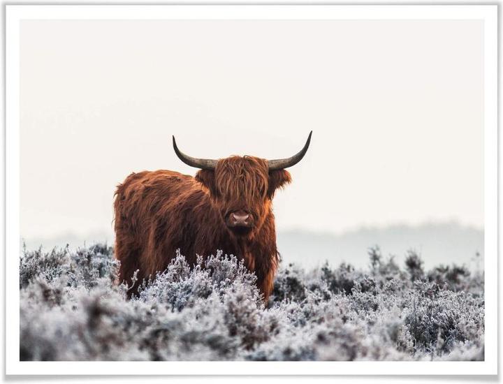 Immagine prodotto Trenddeko van den Helm - Highlander (30 x 24 cm)