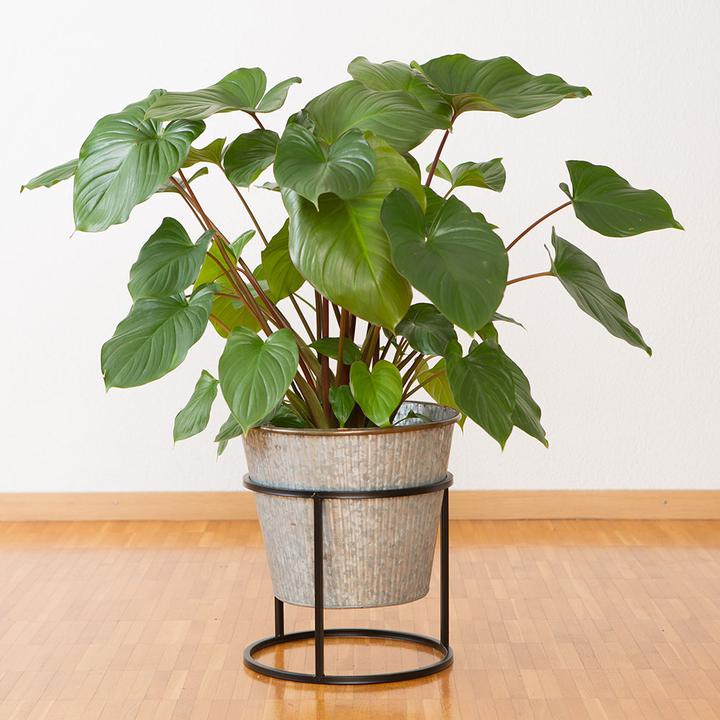 Produktbild VEG and the City Barus (Homalomena) (75 cm)
