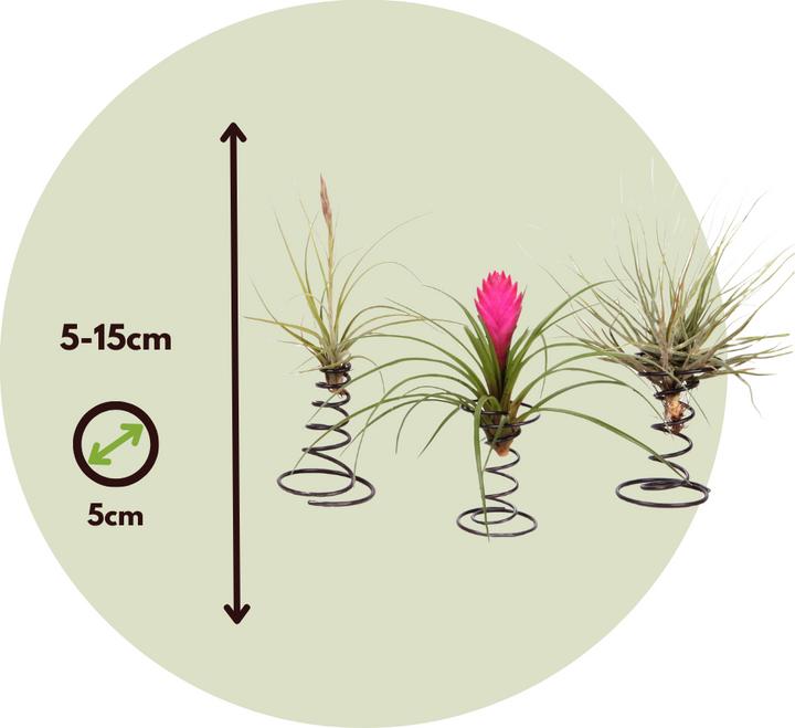 Produktbild Plant in a Box Tillandsia - 3er Mischung Tillandsien auf dekorativen Spirale (5 cm)