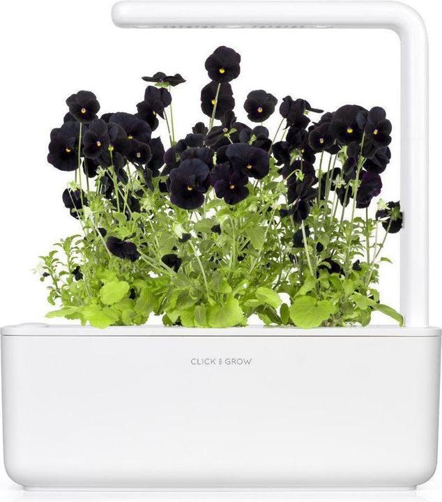Actual product image Click and Grow Black pansy plant pads (Flower seeds)
