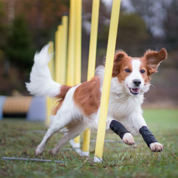 Produktbild Back on Track Gelenkschoner mit 3 Klettverschlüssen (Hund)