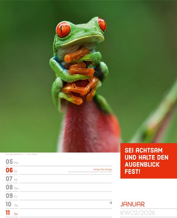 Produktbild Tierisch! Sprüchekalender - Wochenplaner Kalender 2026 (25 x 33 cm, Harter Einband, Deutsch)