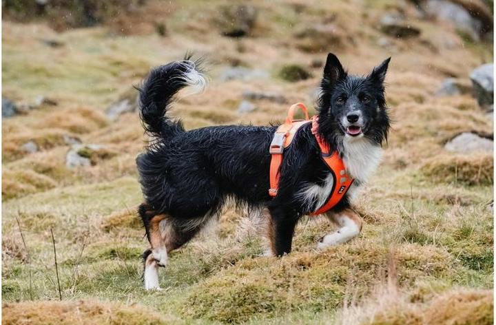 Produktbild Hurtta Geschirr Weekend Warrior ECO (XXL, Hund, Allgemein)