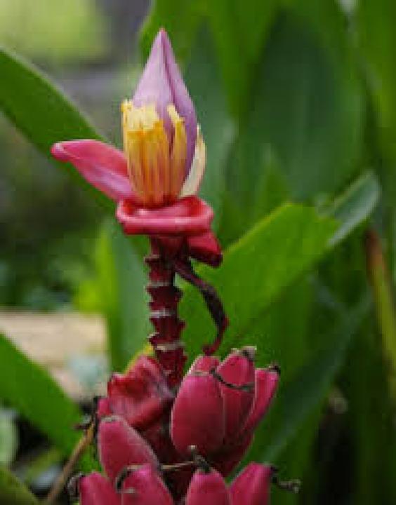 Actual product image Tropica Kenya banana (Fruit seed)