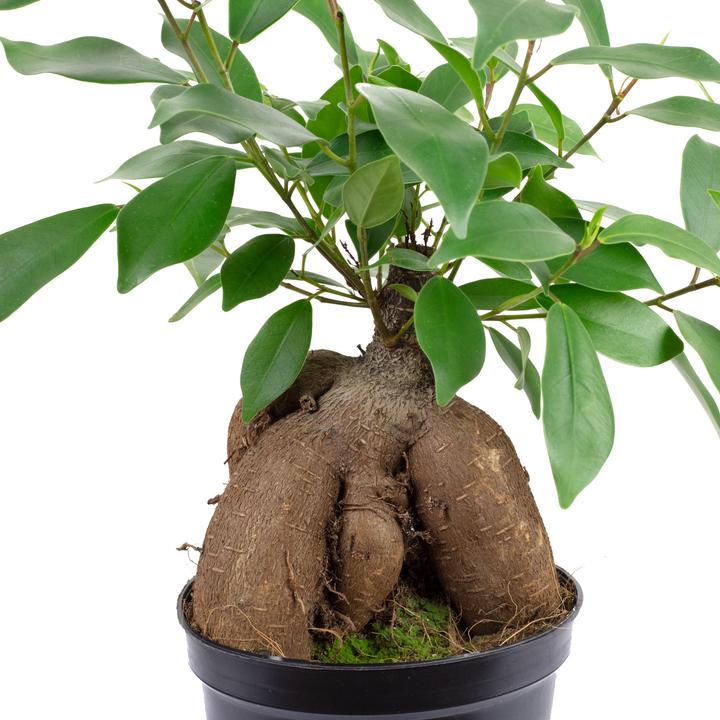 Produktbild Flowerbox Chinesische Feige - Ficus Ginseng (25 cm)