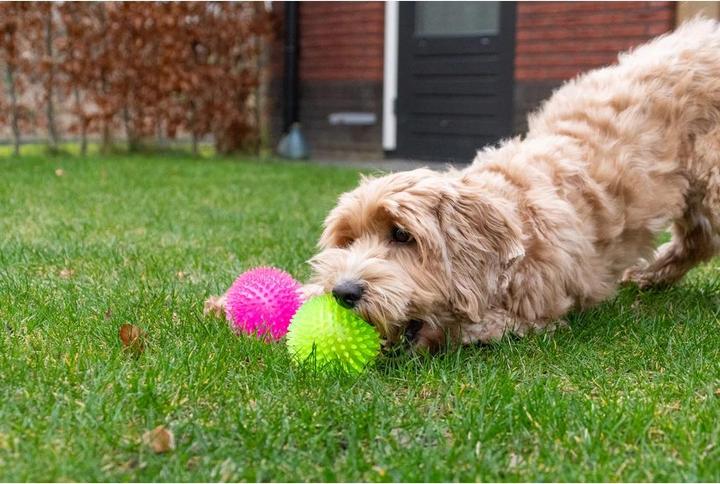 Produktbild Dog Comets Exoplanet Orange M (Ballspielzeug Hund)