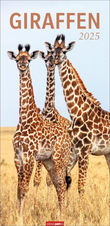 Actual product image Giraffe calendar 2025 (33 x 68 cm, Hardcover, German)