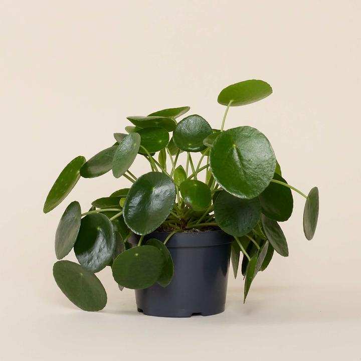 Actual product image Mary and Plants Ufo Plant (30 cm)