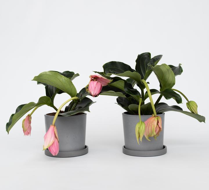 Actual product image Plant in a Box Medinilla Magnifica - Set of 2 Rose Medinilla (40 cm)
