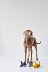Image du produit Hunter Jouet pour chien Eiby Girafe (Jouet en peluche chien)