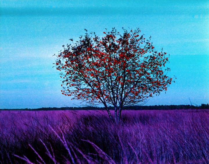 Produktbild Lomo LomoChrome Purple XR