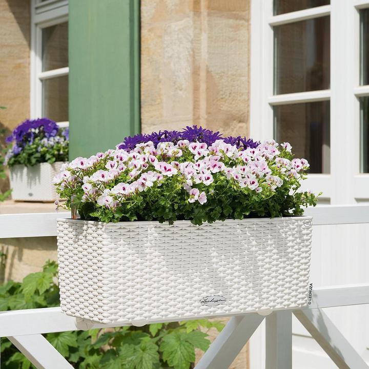 Immagine prodotto Lechuza Balconera Cottage (19 cm)