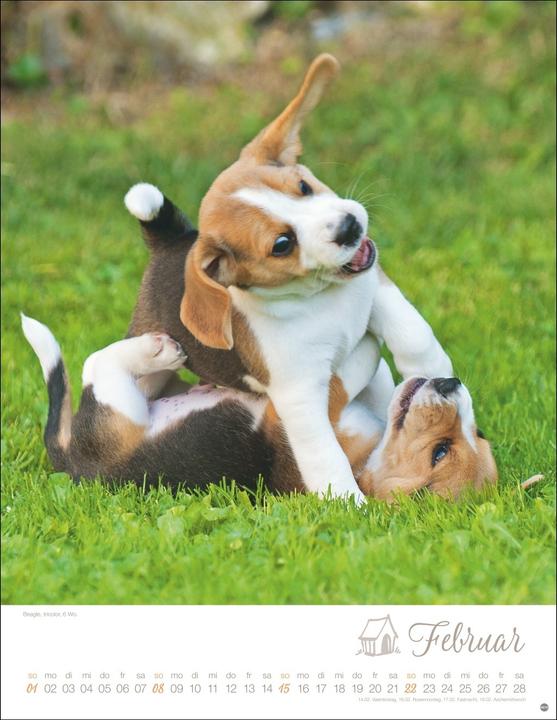 Produktbild Hundekinder Posterkalender 2026 (34 x 44 cm, Harter Einband, Deutsch)