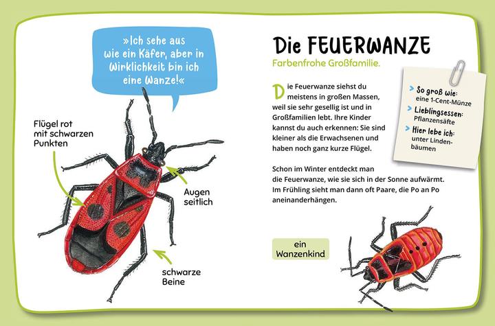 Actual product image Kosmos Mein erster Naturführer, Was krabbelt denn da? (German, Steffen Walentowitz, Julie Sodré, Veronika Lang, 2023)