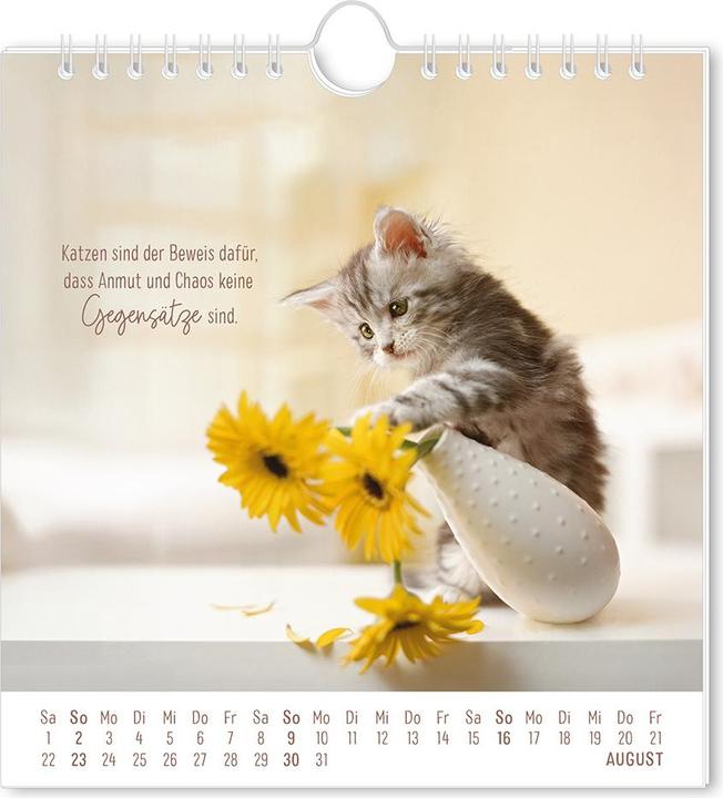 Produktbild Postkartenkalender 2026 Auf leisen Pfot (16 x 17 cm, Harter Einband, Deutsch)