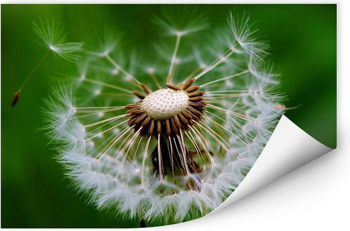 Produktbild Trenddeko Pusteblume im Wind (120 x 80 cm)