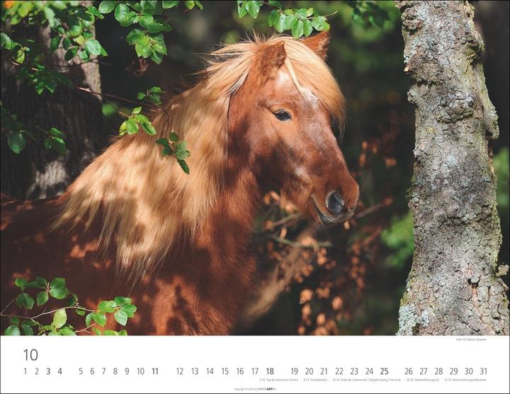 Produktbild Islandpferde Kalender 2026 (44 x 34 cm, Harter Einband, Deutsch, Englisch)