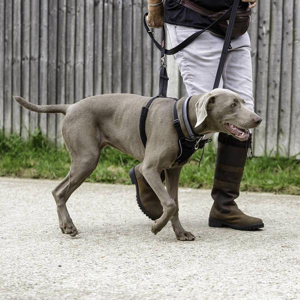 Productafbeelding Company of Animals Halti No Pull Antizug M Harness (M, Hond, Hondensport)