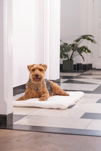 Productafbeelding Designed by Lotte Ligkussen Ligra (Hond)