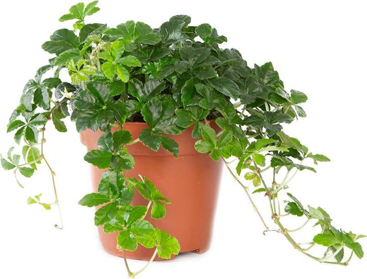 VEG and the City Vernon (Maidenhair Vine - Parthenocissus striata)
