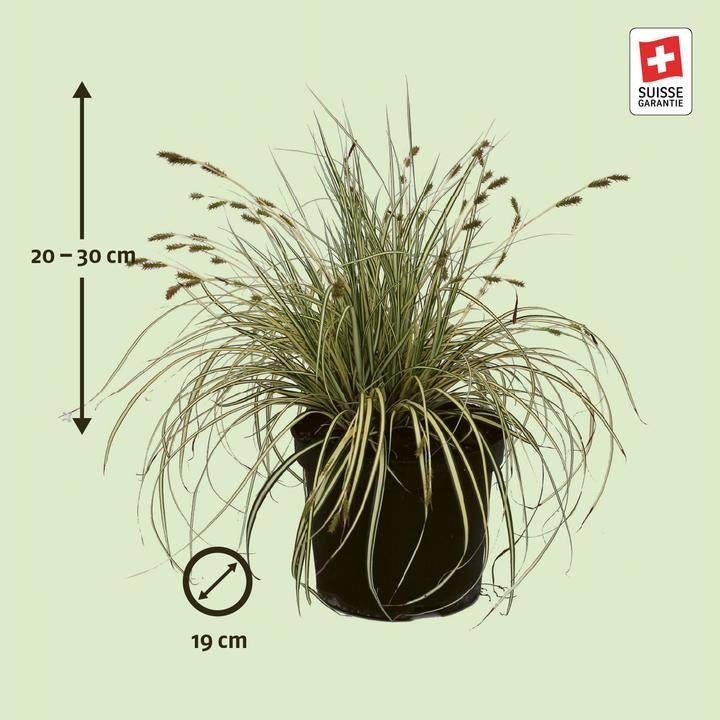 Produktbild Zulauf Carex morrowii 'Variegata' / Japan-Segge 'Variegata' (20 cm)