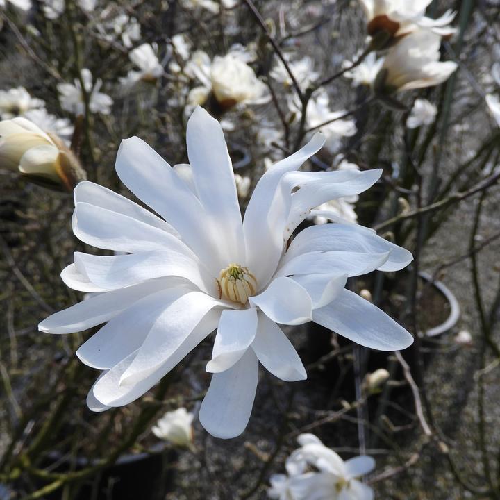 Produktbild Zulauf Stern-Magnolie / Magnolia stellata (80 cm)