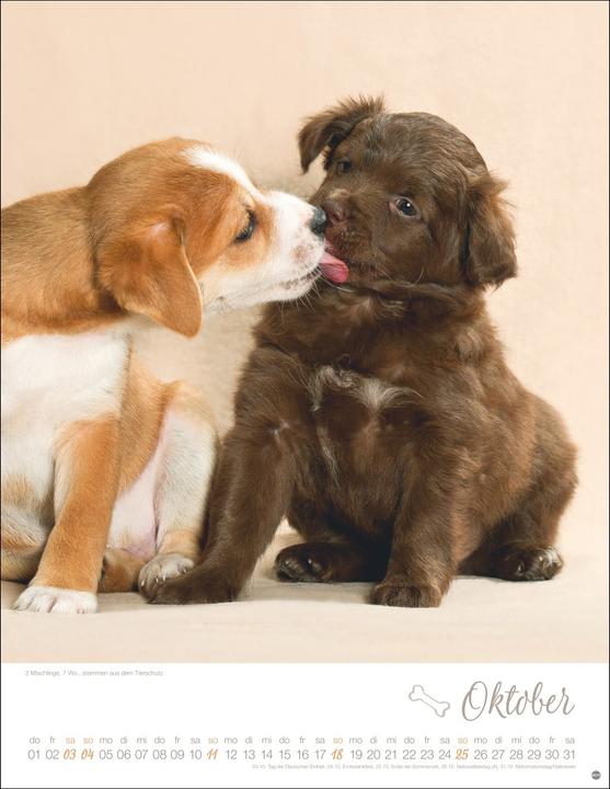 Produktbild Hundekinder Posterkalender 2026 (34 x 44 cm, Harter Einband, Deutsch)