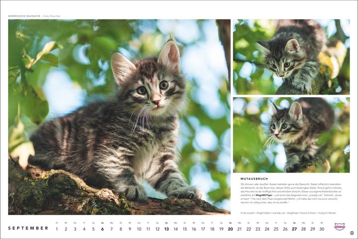 Produktbild Whiskas Katzenkalender 2026 (45 x 30 cm, Harter Einband, Deutsch)