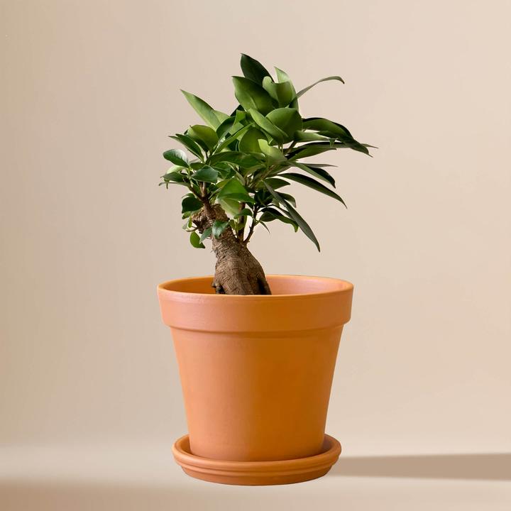 Produktbild Mary and Plants Ficus Bonsai Terrakotta (25 cm)