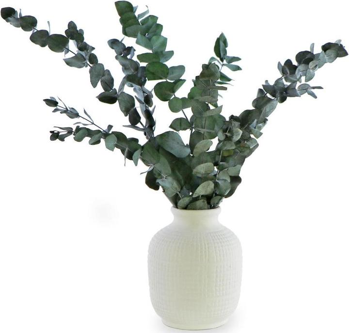 Soli Collection Fiori secchi Eucalyptus 40-55 cm (Fiori secchi)