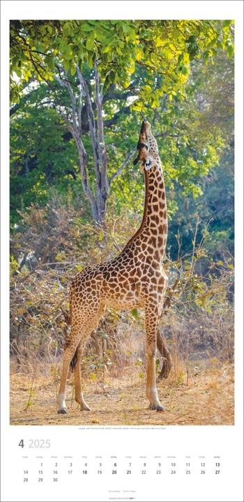 Actual product image Giraffe calendar 2025 (33 x 68 cm, Hardcover, German)