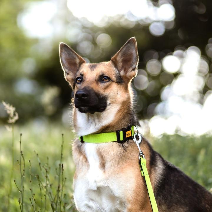 Produktbild Red Dingo Energieverstellbares Halsband 1,0/30 cm Grün (30, Hund, Allgemein)