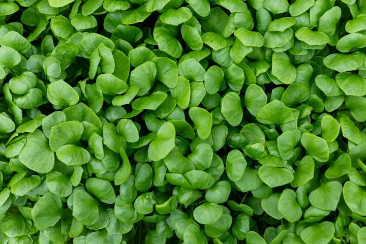 Immagine prodotto Zollinger Bio Portulaca invernale (Semi di piante)