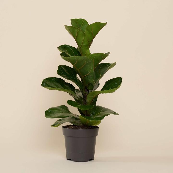 Produktbild Mary and Plants Ficus Lyrata mit HAY Topf in Hellgrau (50 cm)