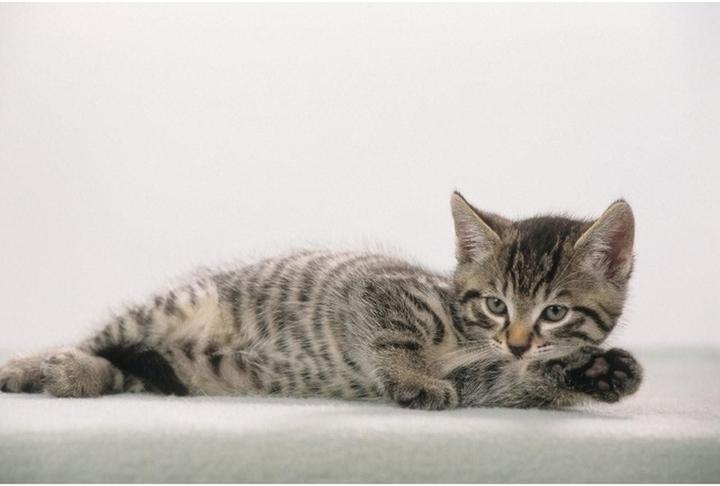 Immagine prodotto Läufer Motivo 40x53 gatto grigio (53 x 40 cm)