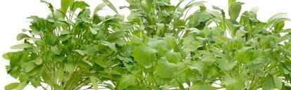 Produktbild Click and Grow Kresse (Gemüsesamen)