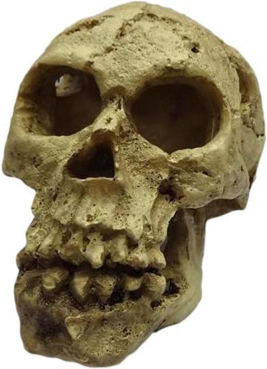 Actual product image EBI Decoration skull (other items)