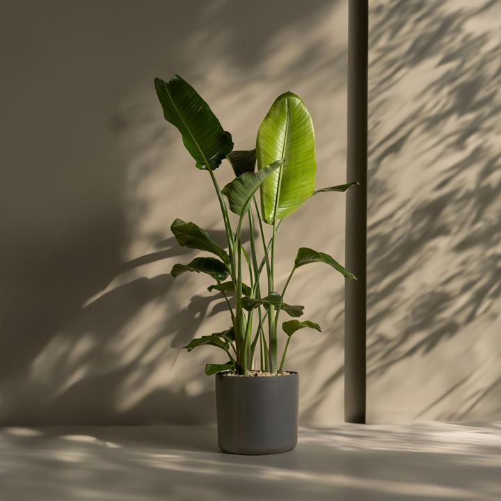 Produktbild Plant in a Box Strelitzia Nicolai - Paradiesvogelblume (155 cm)