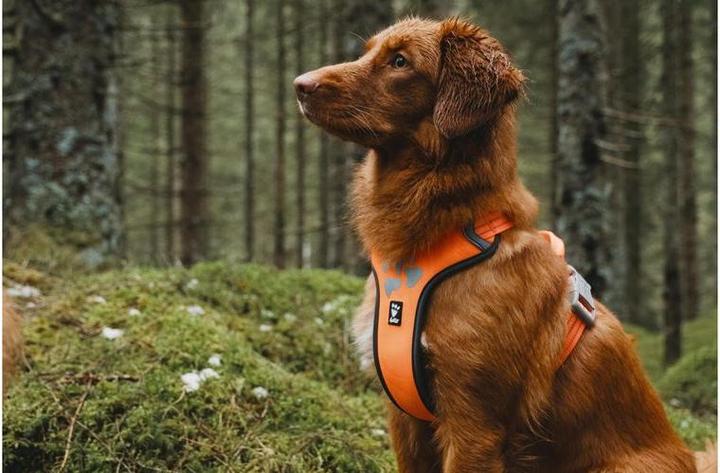 Produktbild Hurtta Geschirr Weekend Warrior ECO (XXL, Hund, Allgemein)