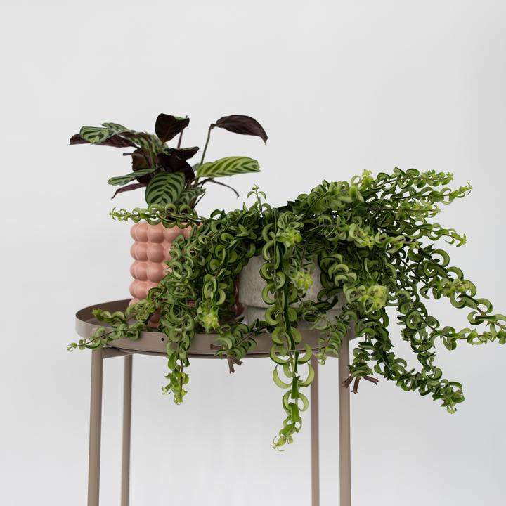Actual product image Plant in a Box Aeschynantus Twister - Twister Plant (30 cm)