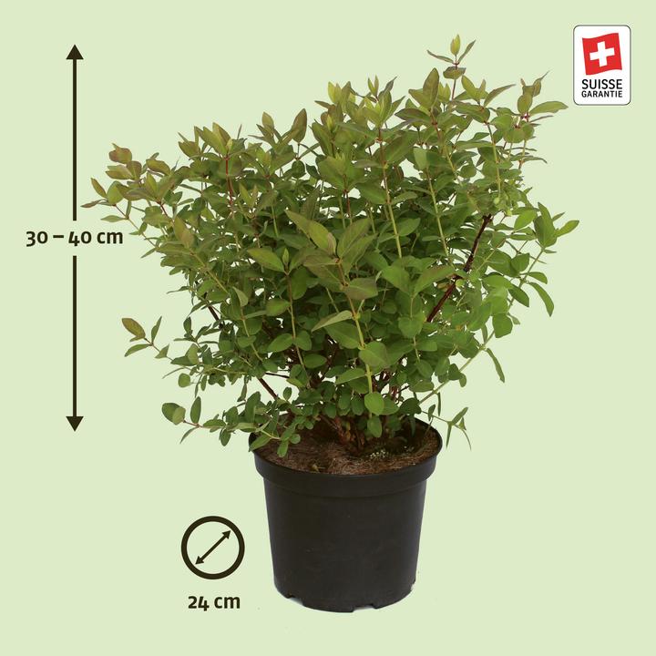 Produktbild Zulauf Maibeere / Lonicera kamtschatica 'Blue Velvet'® (40 cm)