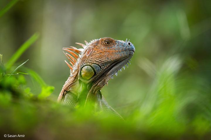 Actual product image Sony FE 400-800mm F6.3-8 G OSS (Sony E, full size)