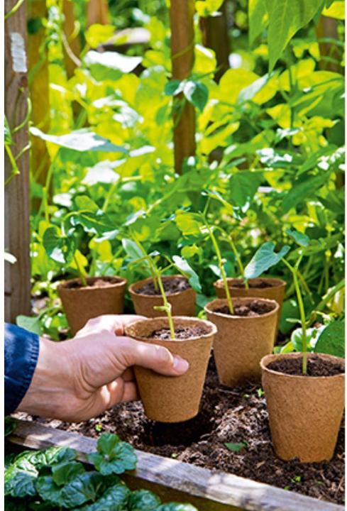 Actual product image Romberg Cultivation pots