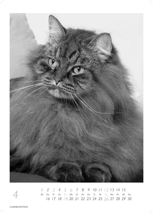 Produktbild Cats 2026 S 29x21cm (29 x 21 cm, Deutsch)