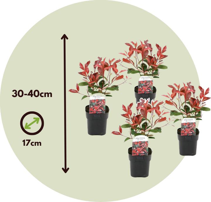 Produktbild Plant in a Box Photinia fraseri Red Robin - 4er Set Glanzmispel Pflanze (30 cm)