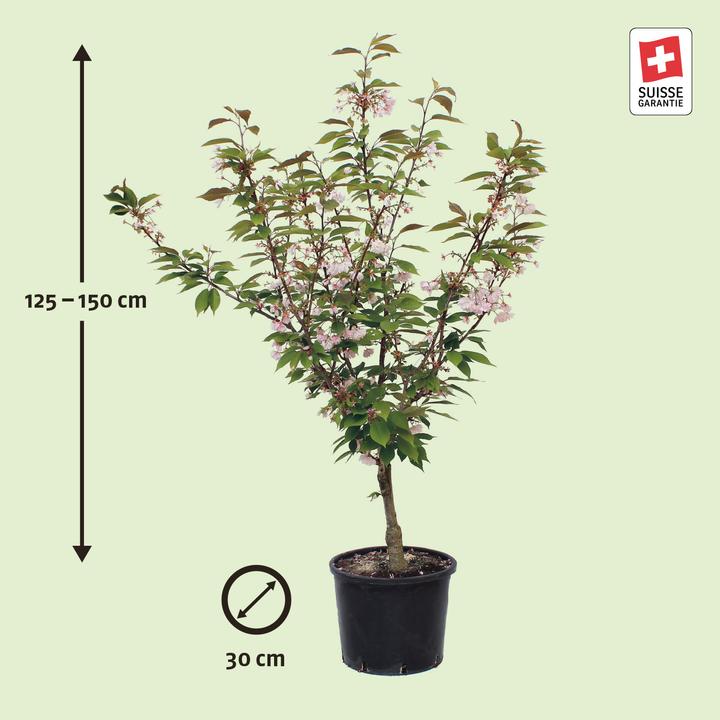 Produktbild Zulauf Jap. Nelken-Kirsche / Prunus serr. 'Kanzan' (150 cm)